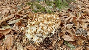 Krause-Glucke_Sparassis-crispa_20260913_104333.jpg