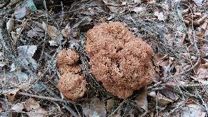 Krause-Glucke_Sparassis-crispa_20260924_171204.jpg