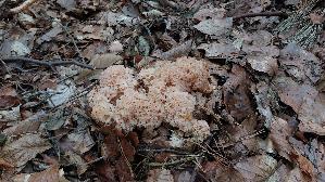 Krause-Glucke_Sparassis-crispa_20261004_180040.jpg