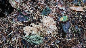 Krause-Glucke_Sparassis-crispa_20261008_153204.jpg