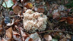 Krause-Glucke_Sparassis-crispa_20261014_125913.jpg