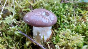 Kuhmaul_Gomphidius-glutinosus_20250907_155018.jpg