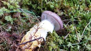 Kuhmaul_Gomphidius-glutinosus_20250907_155211.jpg