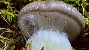 Kuhmaul_Gomphidius-glutinosus_20250907_155224.jpg