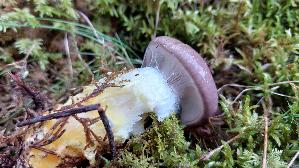 Kuhmaul_Gomphidius-glutinosus_20250907_155232.jpg
