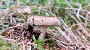 Kuhmaul_Gomphidius-glutinosus_20261003_101047.jpg