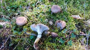 Kuhmaul_Gomphidius-glutinosus_20261005_143324.jpg
