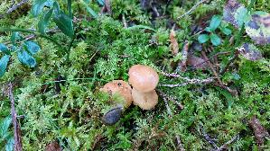 Kuhroehrling_Suillus-bovinus_20250904_150200.jpg