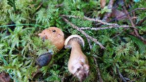 Kuhroehrling_Suillus-bovinus_20250904_150214.jpg