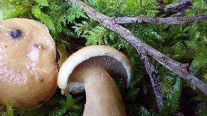 Kuhroehrling_Suillus-bovinus_20250904_150222.jpg