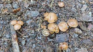 Kuhroehrling_Suillus-bovinus_20260916_121917.jpg