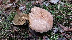 Kuhroehrling_Suillus-bovinus_20261004_174015.jpg