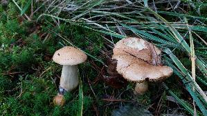 Kuhroehrling_Suillus-bovinus_20261005_113834.jpg
