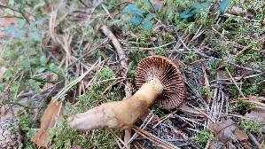 Kupferroter-Gelbfuss_Chroogomphus-rutilus_20260916_143202.jpg