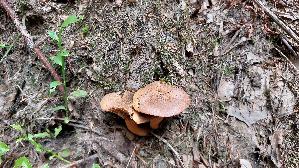Kupferroter-Gelbfuss_Chroogomphus-rutilus_20260929_141432.jpg