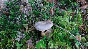 Kupferroter-Gelbfuss_Chroogomphus-rutilus_20261005_112231.jpg