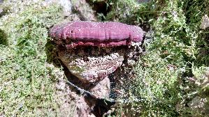 Kupferroter-Lackporling_Ganoderma-pfeifferi_20260408_135426.jpg
