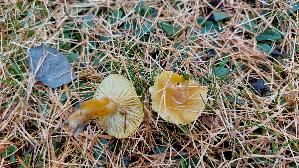 Laerchen---Schneckling_Hygrophorus-lucorum_20251202_150815.jpg