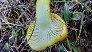Laerchen---Schneckling_Hygrophorus-lucorum_20260920_130649.jpg