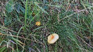 Laerchen---Schneckling_Hygrophorus-lucorum_20260920_130745.jpg