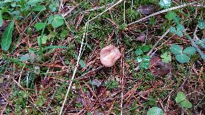 Laerchen---Trichterling_Rhizocybe-vermicularis_20260514_122419.jpg