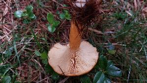 Laerchenmilchling_Lactarius-porninsis_20260917_134945.jpg
