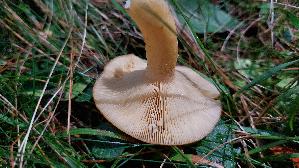 Laerchenmilchling_Lactarius-porninsis_20260917_135631.jpg