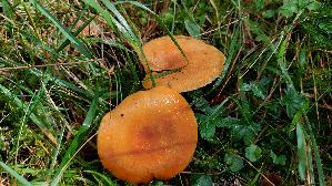 Laerchenmilchling_Lactarius-porninsis_20260917_135643.jpg