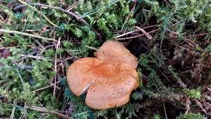 Laerchenmilchling_Lactarius-porninsis_20260918_113545.jpg