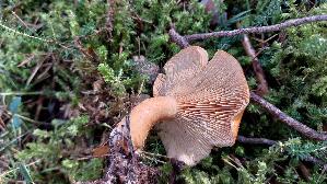 Laerchenmilchling_Lactarius-porninsis_20260918_113619.jpg