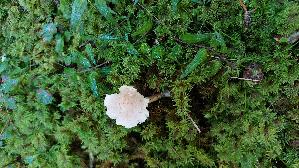 Laestiger-Ritterling_Tricholoma-inamoenum_20250904_101851.jpg
