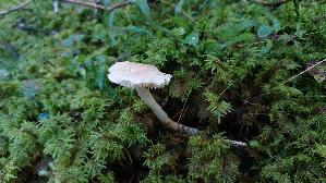 Laestiger-Ritterling_Tricholoma-inamoenum_20250904_101905.jpg