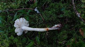 Laestiger-Ritterling_Tricholoma-inamoenum_20250904_101920.jpg
