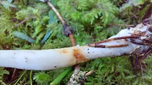 Laestiger-Ritterling_Tricholoma-inamoenum_20250904_101932.jpg
