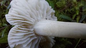 Laestiger-Ritterling_Tricholoma-inamoenum_20250904_101947.jpg