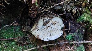Laestiger-Ritterling_Tricholoma-inamoenum_20250904_103323.jpg