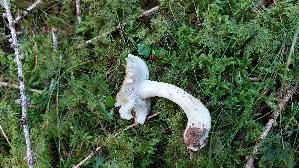 Laestiger-Ritterling_Tricholoma-inamoenum_20250904_103345.jpg