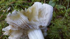 Laestiger-Ritterling_Tricholoma-inamoenum_20250904_103401.jpg