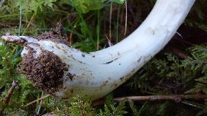 Laestiger-Ritterling_Tricholoma-inamoenum_20250904_103418.jpg