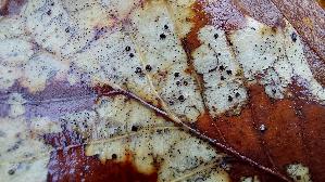 Landkarten---Eichenblattbecherling_Coccomyces-dentatus_20251206_111012.jpg