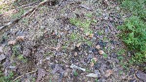 Langstieliger-Faelbling_Hebeloma-incarnatulum_20260916_095618.jpg