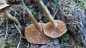 Langstieliger-Faelbling_Hebeloma-incarnatulum_20260916_095709.jpg