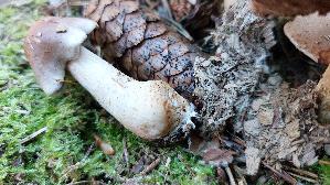 Langstieliger-Faelbling_Hebeloma-incarnatulum_20260916_095756.jpg