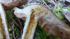 Langstieliger-Faelbling_Hebeloma-incarnatulum_20260916_100233.jpg