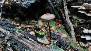 Langstieliger-Knoblauchschwindling_Mycetinis-alliaceus_20260830_112148.jpg