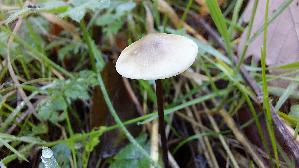 Langstieliger-Knoblauchschwindling_Mycetinis-alliaceus_20261005_144803.jpg