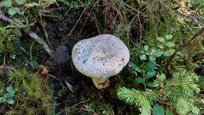 Langstieliger-Pfeffermilchling_Lactarius-piperatus_20250906_104850.jpg