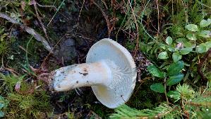 Langstieliger-Pfeffermilchling_Lactarius-piperatus_20250906_104908.jpg