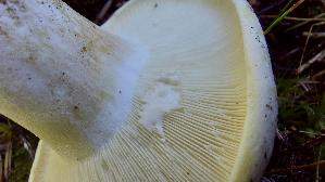 Langstieliger-Pfeffermilchling_Lactarius-piperatus_20250906_104930.jpg