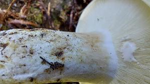 Langstieliger-Pfeffermilchling_Lactarius-piperatus_20250906_104939.jpg